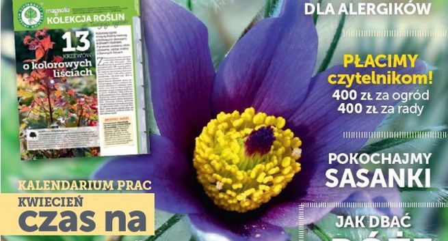 Ewa Czaczkowska redaktor naczelną miesięcznika „Magnolia”. Nowa szata graficzna i większa objętość