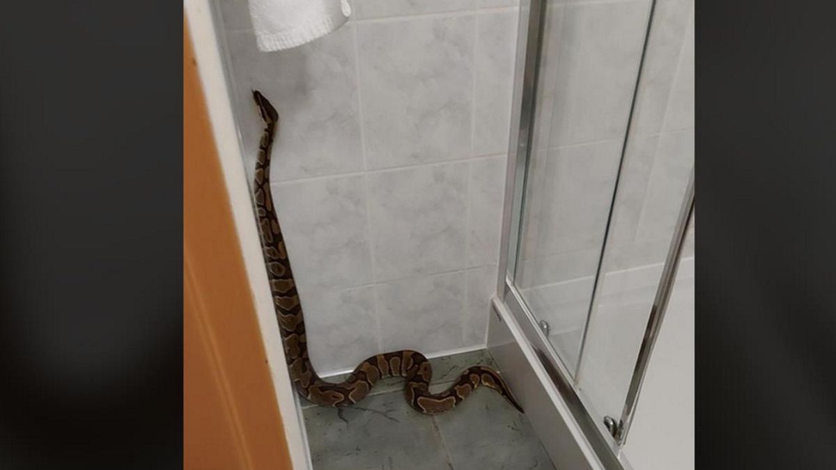 W jednym z hotelu w Poznaniu znaleziono pytona królewskiego.