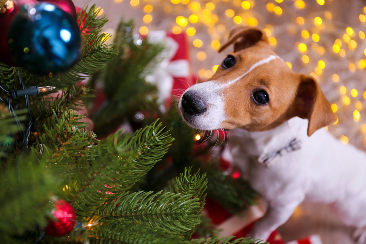 Protecting your Christmas tree from curious pets this holiday