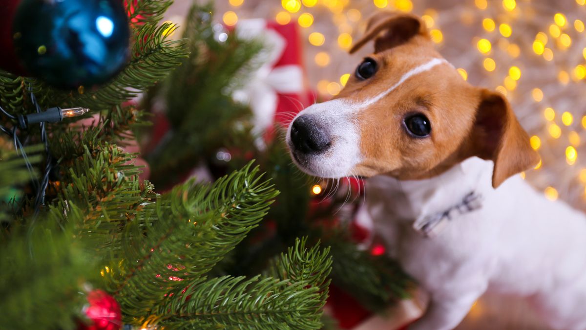 Jak zabezpieczyć choinkę przed psem?