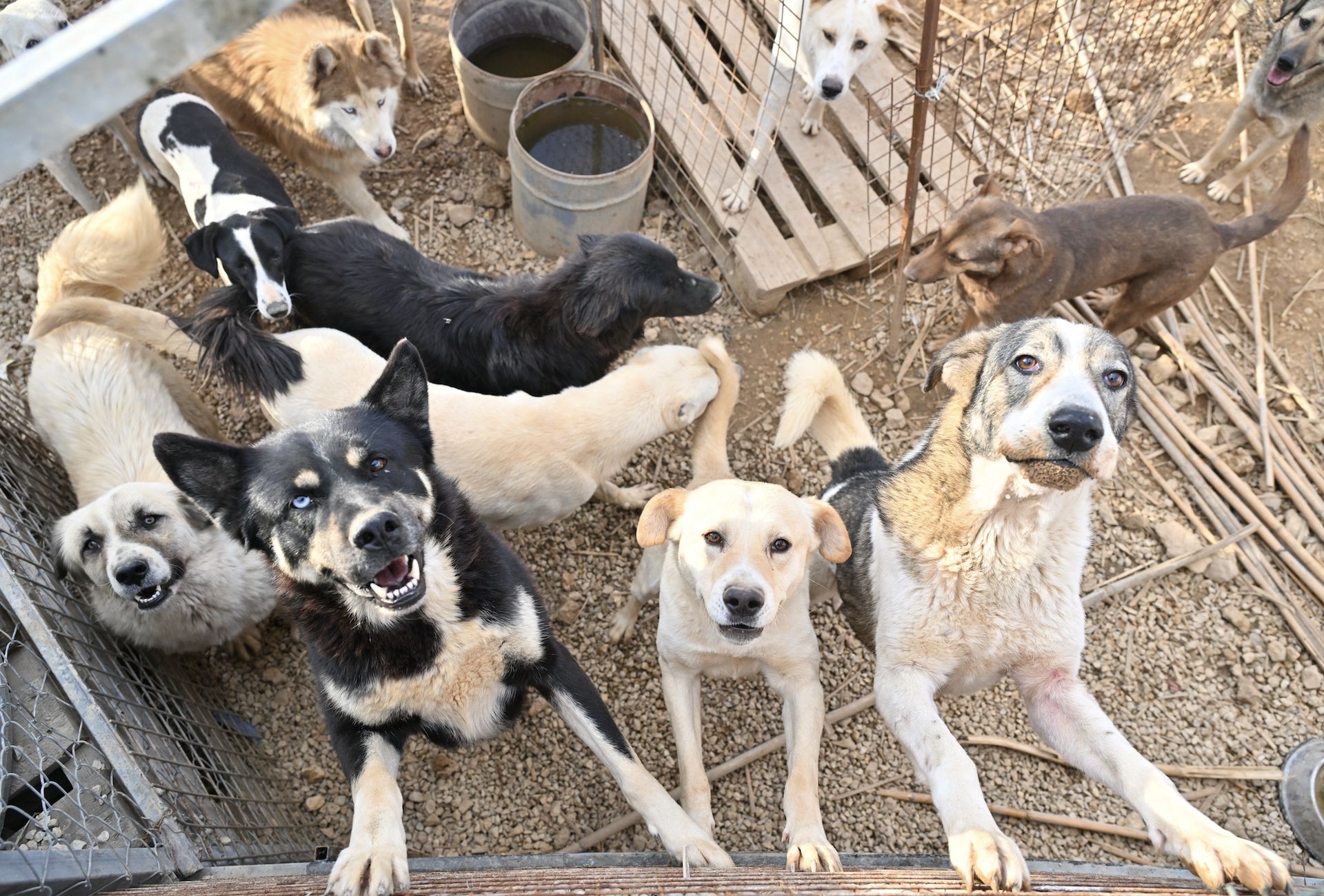 Historia starsza, niż sądzono. Przyjaźń człowieka z psem trwa od 14-16 tysięcy lat
