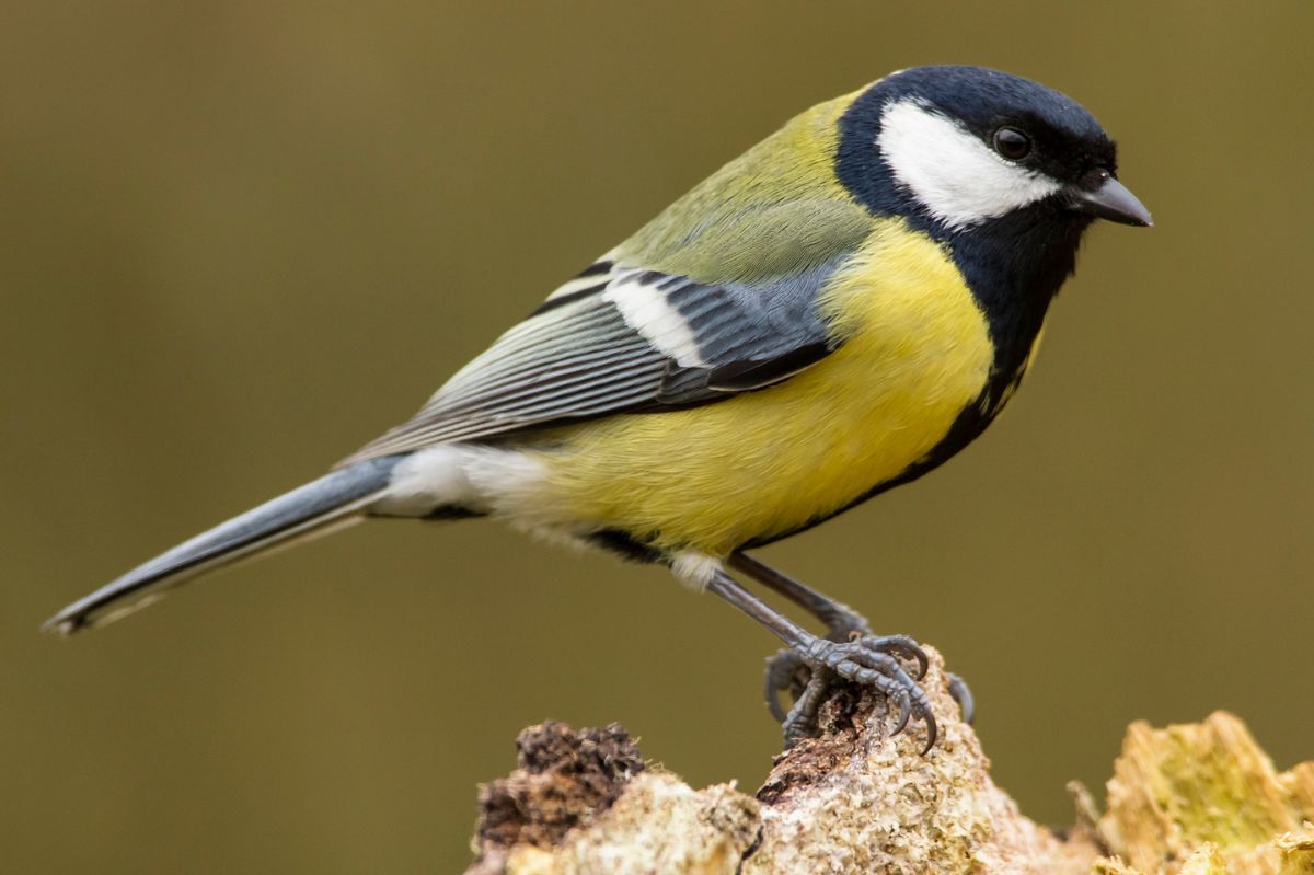 Great tit.