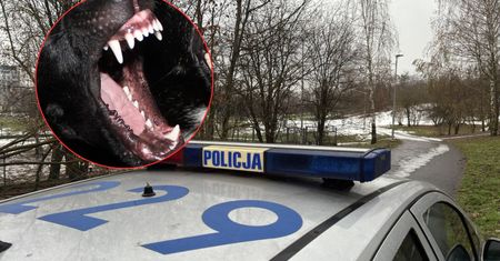Ten spacer będzie miał finał w sądzie. Pogryzł ją niezaszczepiony pies