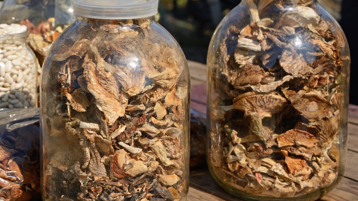 Grzyby suszone - co zrobić, by zabezpieczyć je przed molami?