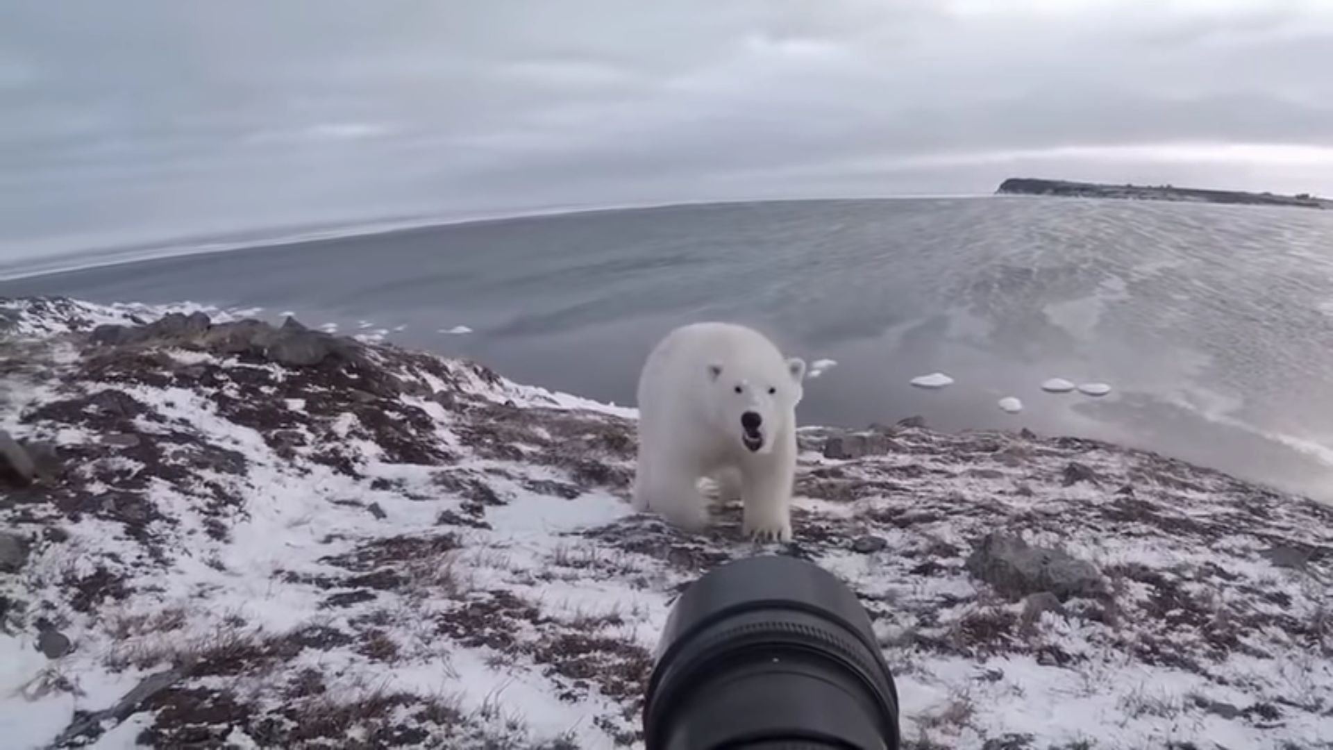 Fotograf kontra niedźwiedź polarny. Na szczęście nikt nie ucierpiał 2