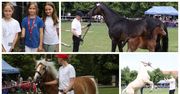 Powiatowa Wystawa Koni w Zawidowicach koło Pleszewa. Tłumy ludzi w Starej Stajni podziwiały najpiękniejsze okazy