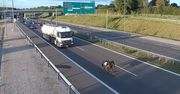 Koń na drodze szybkiego ruchu – nietypowy uczestnik ekspresówki