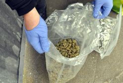 Policja przejęła blisko 1,5 kg narkotyków [WIDEO]