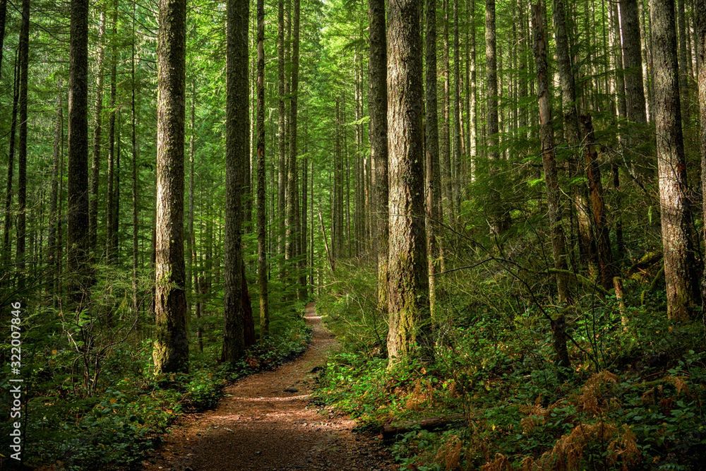 Oszustwo na drzewo. Będąc w lesie, omijaj takie kody QR szerokim łukiem