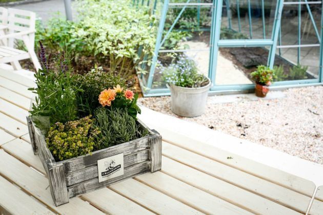 Pomagajmy pszczołom. Dowiedz się, co posadzić na balkonie lub w ogrodzie?