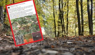 Zakaz wstępu do lasu. Nadleśnictwa wskazują winowajcę. To Borecznik sosnowiec