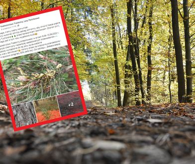 Zakaz wstępu do lasu. Nadleśnictwa wskazują winowajcę. To Borecznik sosnowiec