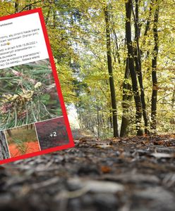Zakaz wstępu do lasu. Nadleśnictwa wskazują winowajcę. To Borecznik sosnowiec