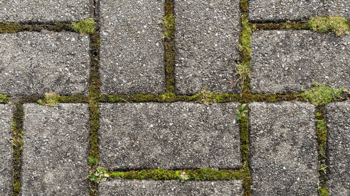 Jak usunąć mech z kostki brukowej?