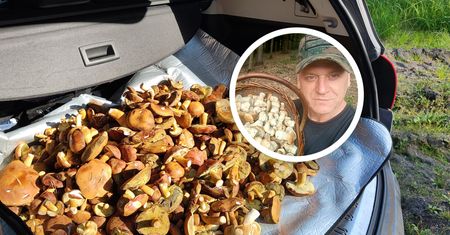 Polak wysyła grzyby do USA i Holandii. Tyle kosztuje kilogram