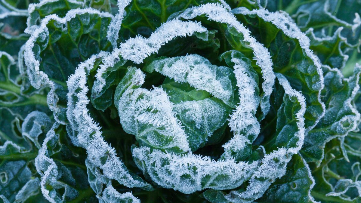 Przymrozki polepszają walory smakowe niektórych roślin