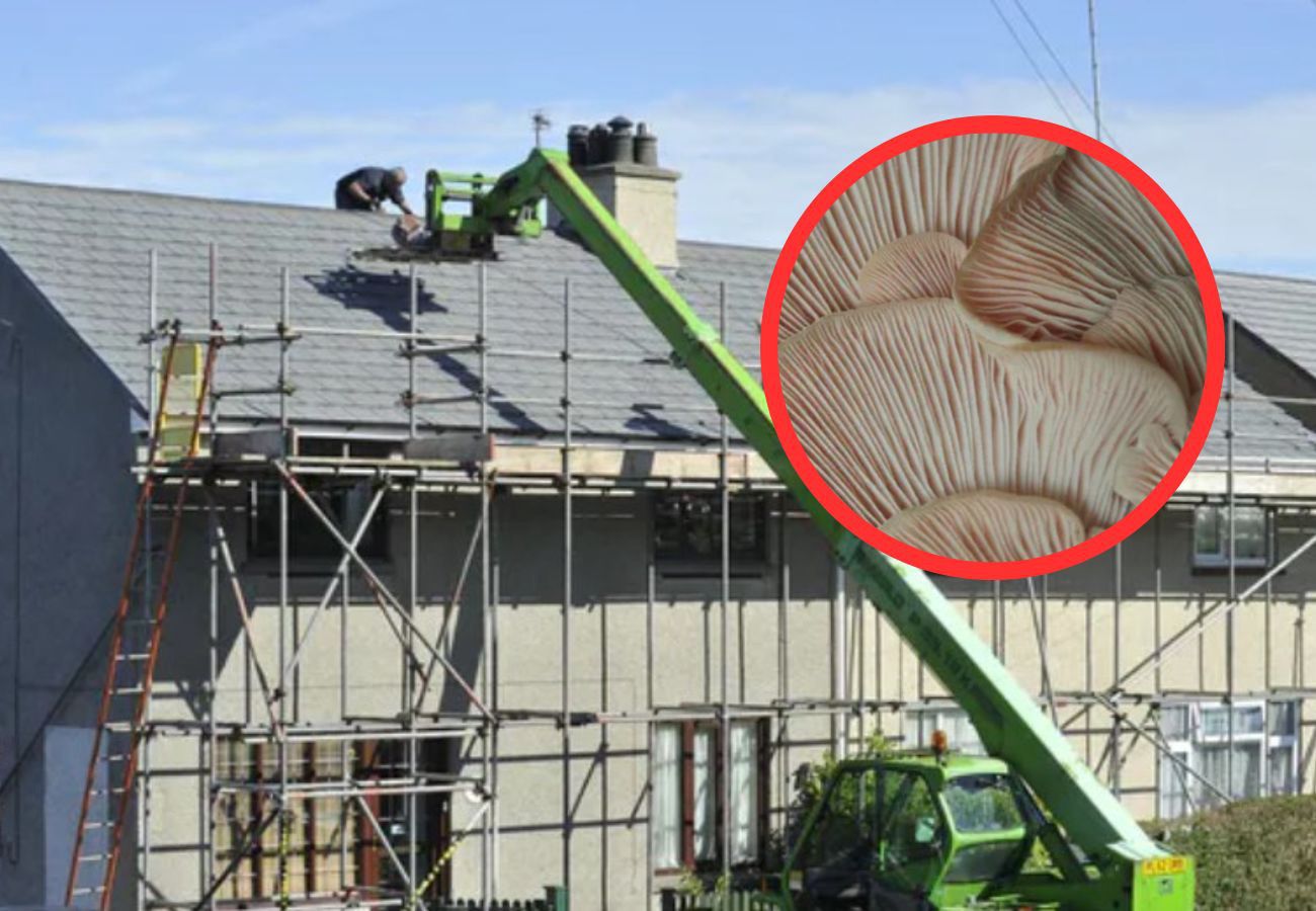 Czy grzyby zastąpią beton w budownictwie?