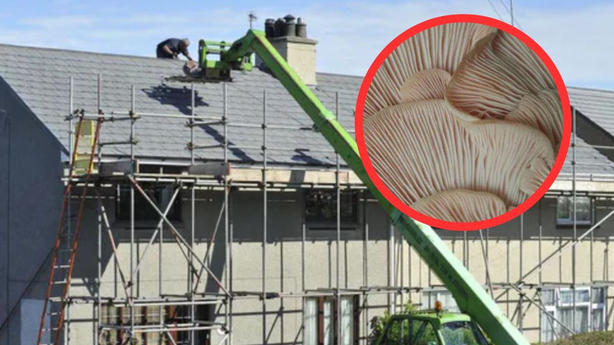 Czy grzyby zastąpią beton w budownictwie?