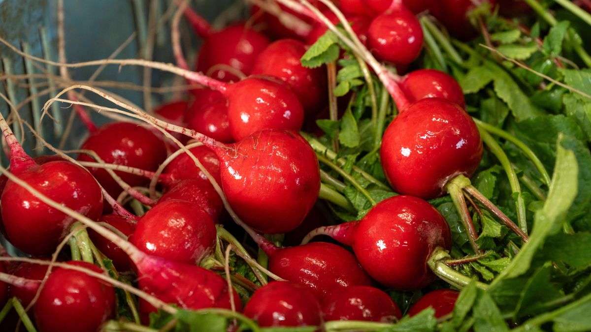 Liście rzodkiewki są jadalne. Nie wyrzucaj ich