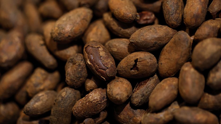 SAN FRANCISCO, CALIFORNIA - MAY 16: Freshly roasted cocoa beans sit in a tray at the Dandelion Chocolate 16th Street Factory on May 16, 2025 in San Francisco, California. Cocoa prices have surged over the past week over concerns with the current harvest of the Ivory Coast cocoa mid-crop. Over 5 percent of the mid-crop cocoa is of poor quality and it is estimated this year's mid-crop will be down 9 percent to 400,000 MT, compared to 440,000 MT one year ago.  (Photo by Justin Sullivan/Getty Images)