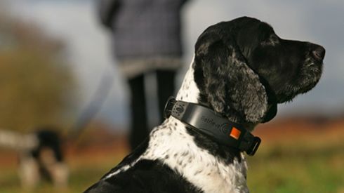 Obroża dla psa od Orange. 1