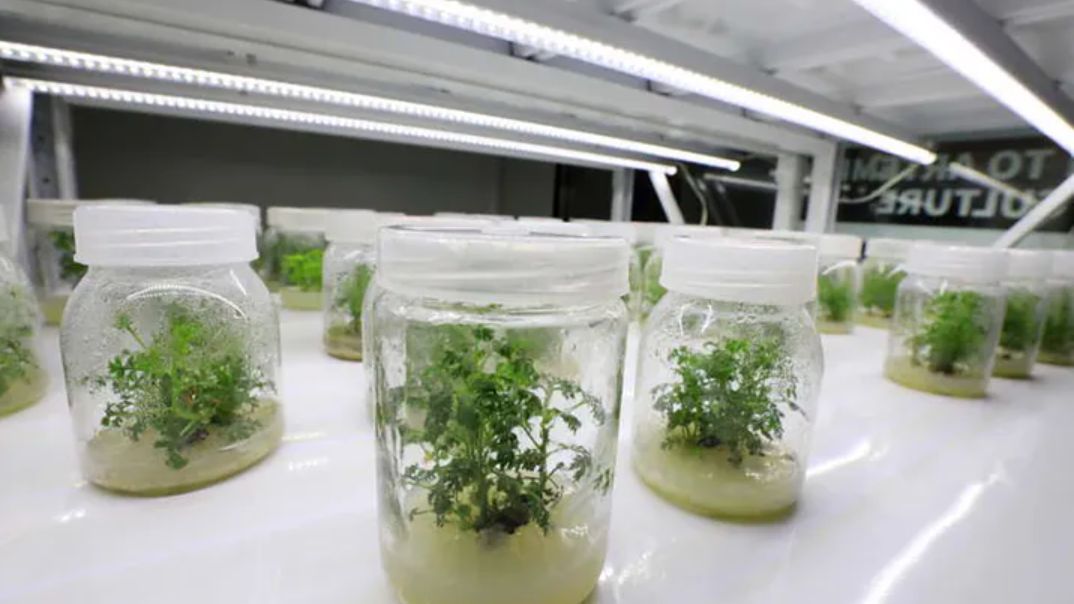 Roślina działa w epicentrum komórek nowotworowych. W 16 godzin niszczy 98 proc. raka?