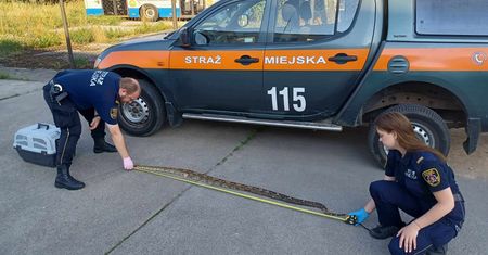 Dwumetrowy wąż znaleziony w Gdyni. Był martwy