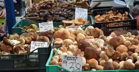 Sprawdzili ceny grzybów w Krakowie. Tyle kosztuje kilogram borowików