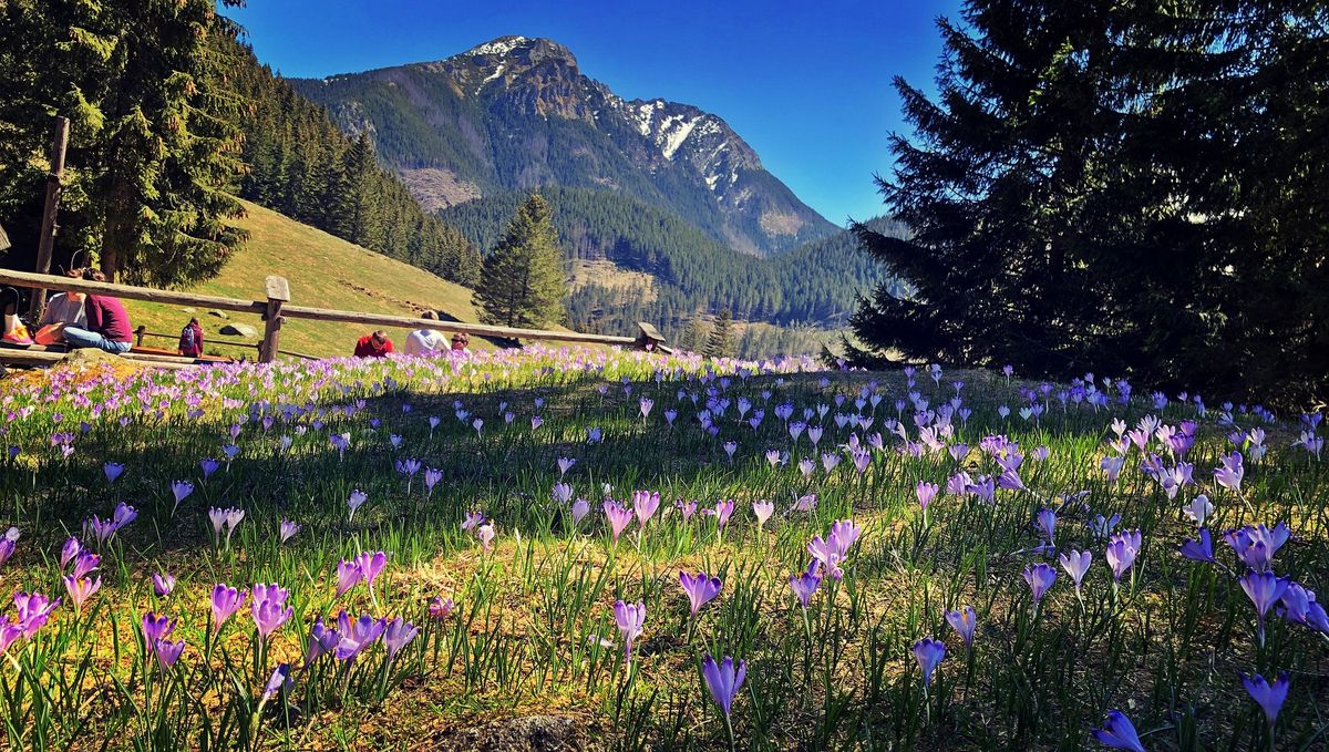 Krokusy w Tatrach. Już można podziwiać kwietne dywany