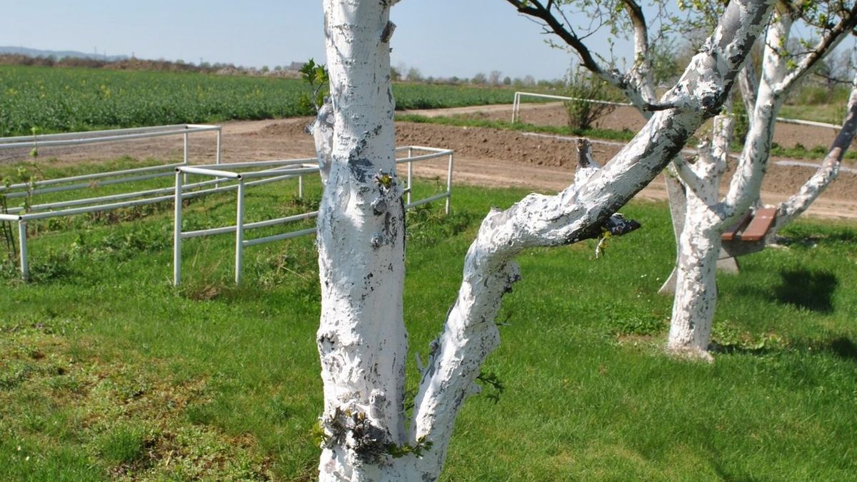 Mało znany sposób na szkodniki drzew owocowych