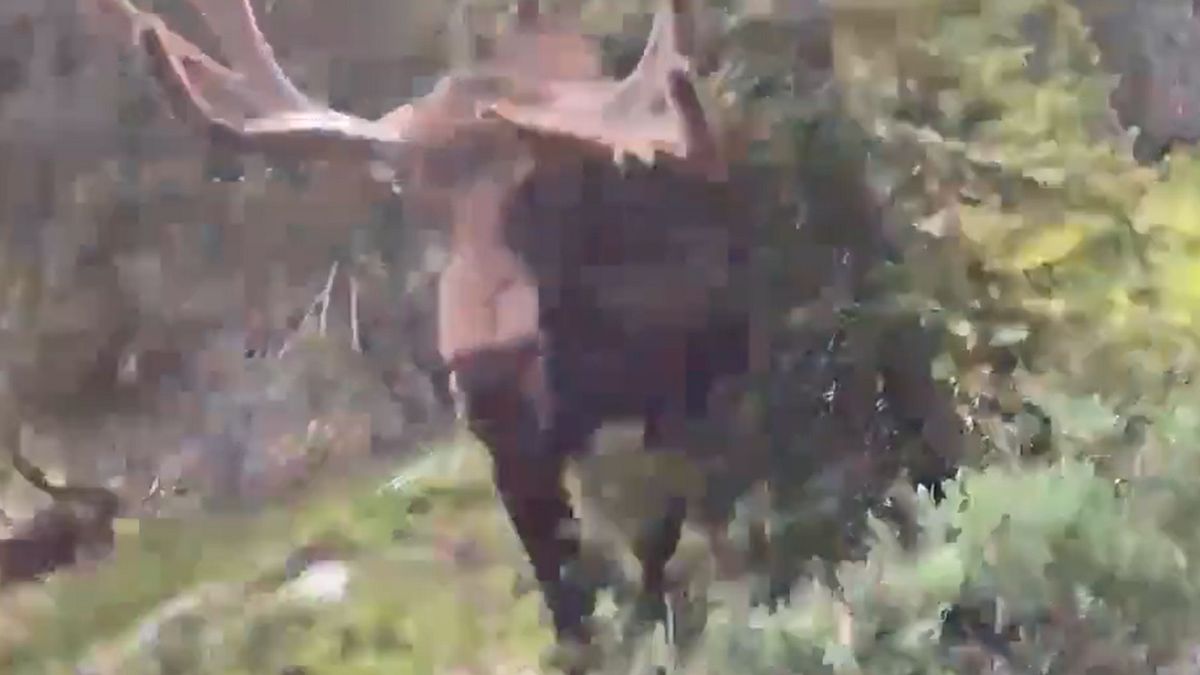 Łoś ruszył na turystę