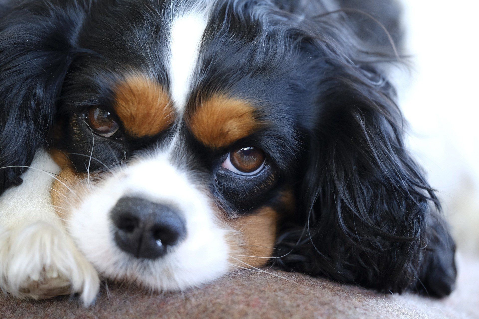Cavalier King Charles Spaniela