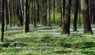 Co z prywatyzacją lasów? Nieoczekiwany zwrot ws. kontrowersyjnej ustawy