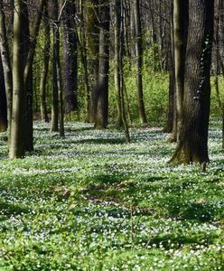 Co z prywatyzacją lasów? Nieoczekiwany zwrot ws. kontrowersyjnej ustawy