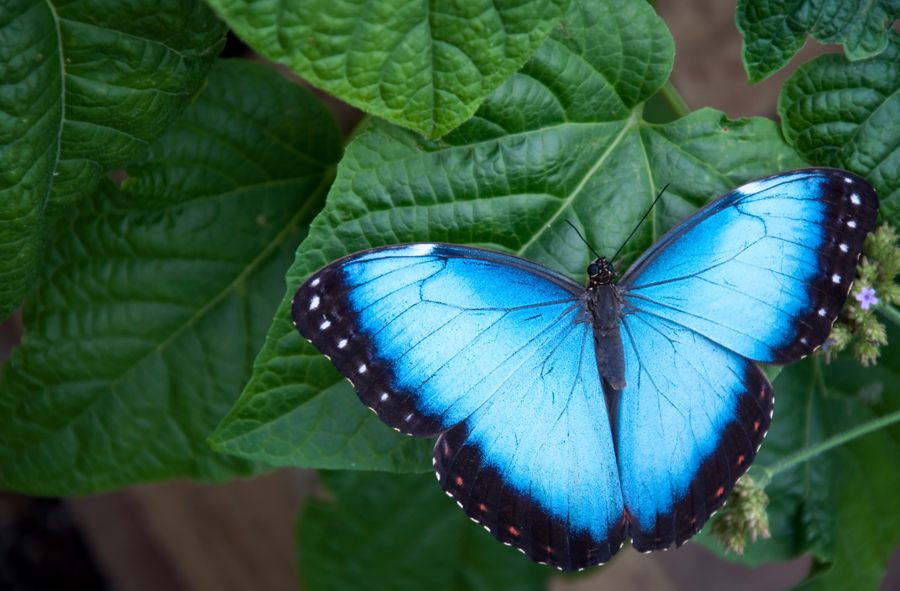 Niebieski motyl jest logo Bluesky