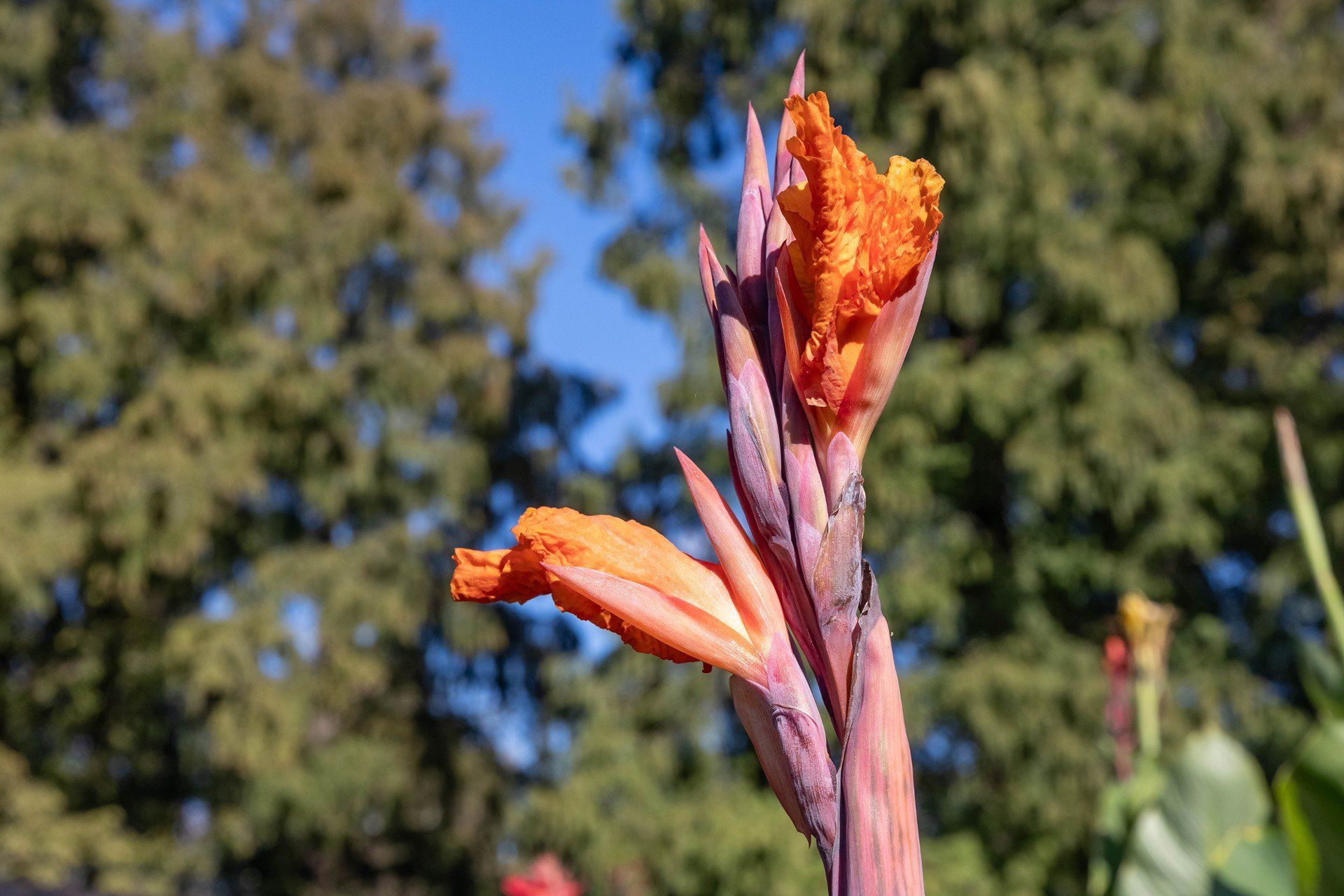 Kwiaty w Warszawie za darmo