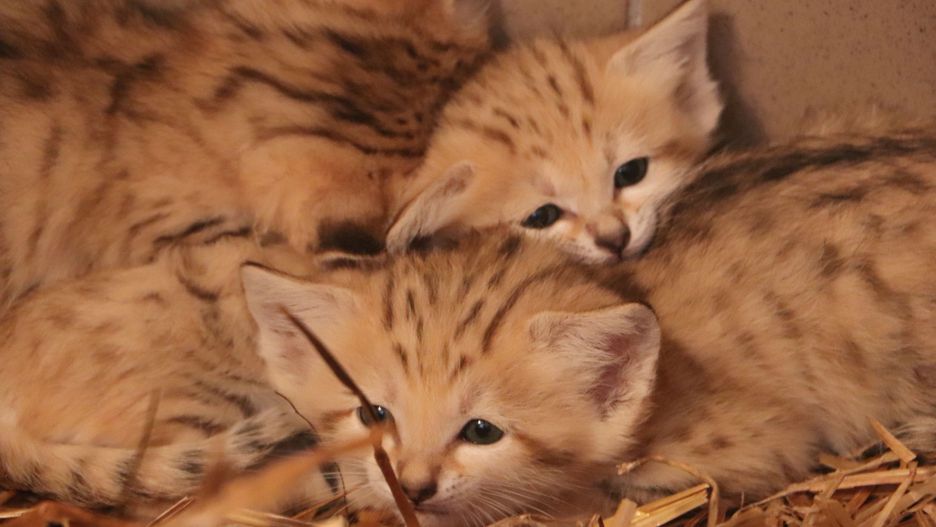 W gdańskim zoo urodziły się cztery koty pustynne