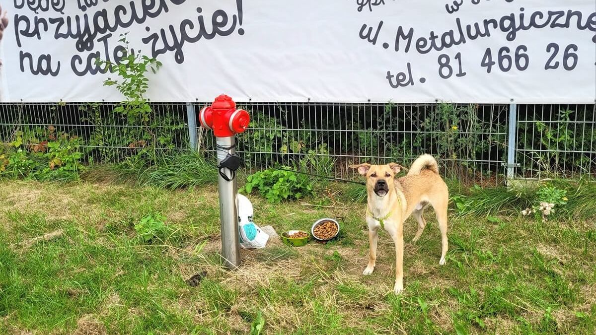 Ktoś podrzucił psa pod schronisko przy ul. Metalurgicznej w Lublinie