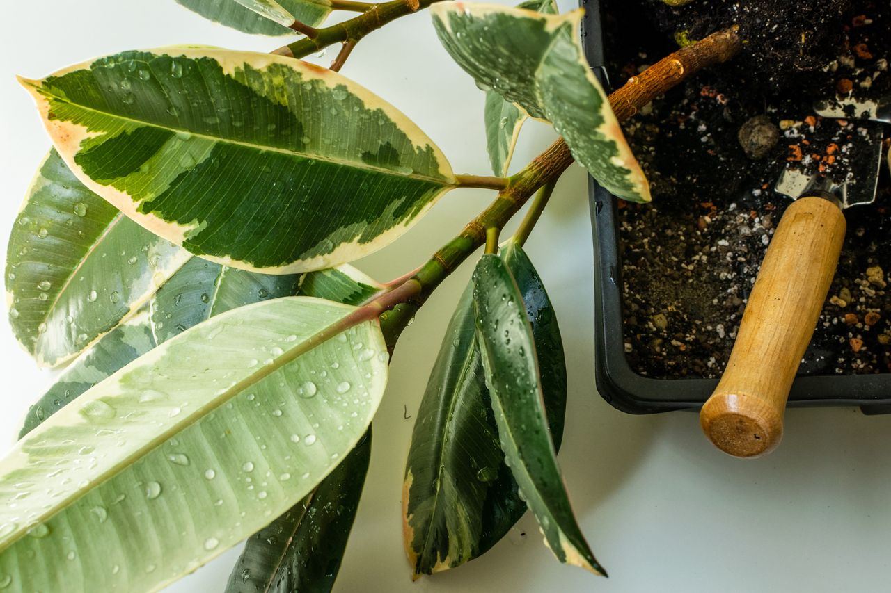 Nourishing your ficus to impressive heights. Discover the gelatin secret