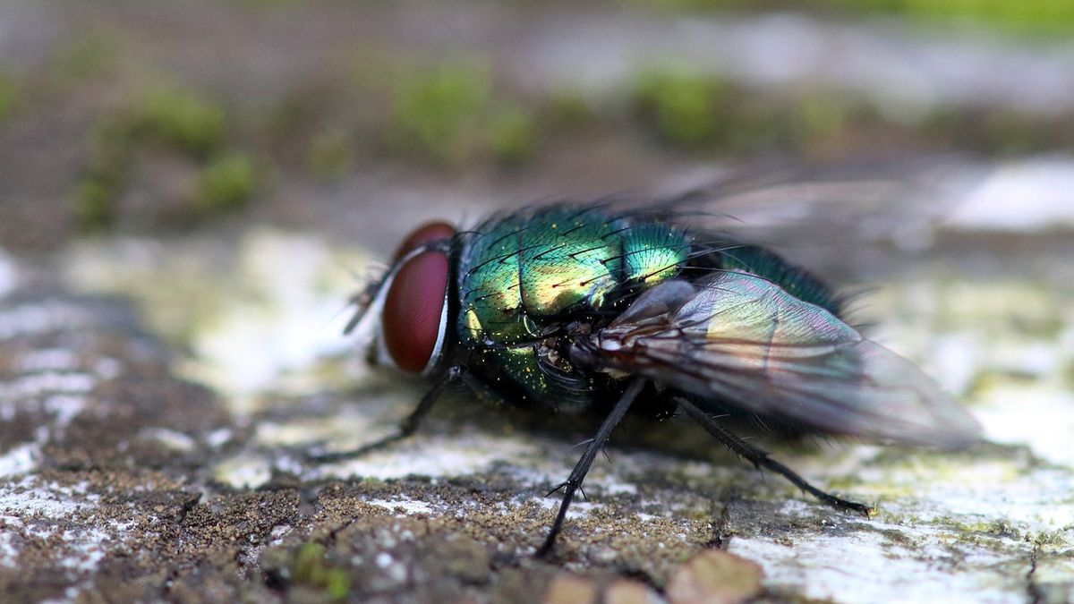 Muchy zaatakowały mieszkańćów Czech.