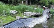 Wędkarz wyłowił giganta. Sum mierzył aż 2,68 m długości