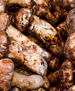 Jeden z najdroższych grzybów świata. Jest kolejne stanowisko w Polsce