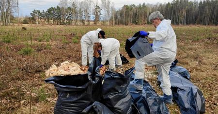 Setki martwych ptaków znaleziono w lesie. "Spowodowanie zagrożenia epidemiologicznego"