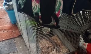 Weszli na poddasze domu w Bukownie. Tak się tłumaczyła kobieta