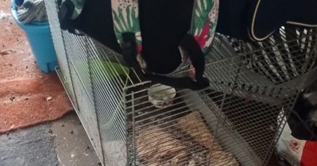 Weszli na poddasze domu w Bukownie. Tak się tłumaczyła kobieta