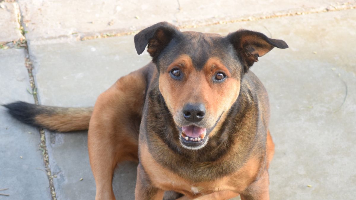 Jak świat widzi pies?