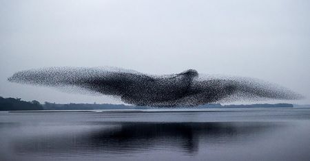Klucz lecących ptaków ułożył się w kształt… lecącego ptaka!