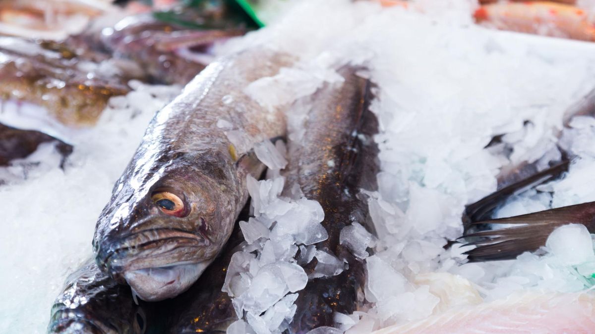 Miruna jest rybą polecaną przy profilaktyce miażdżycy