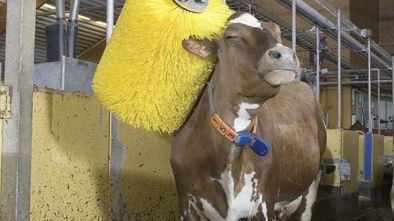 Moja krówka muuuuusi być czysta [wideo] 1