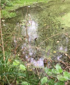 Wrocław. Aligator w Odrze. "Traktujmy gościa z szacunkiem"